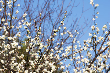 満開の梅の花