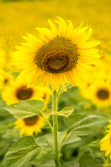 Obraz premium Sun flowers.