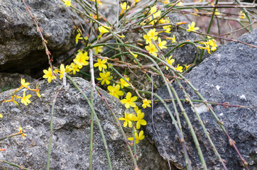 жёлтые цветы на больших камнях
