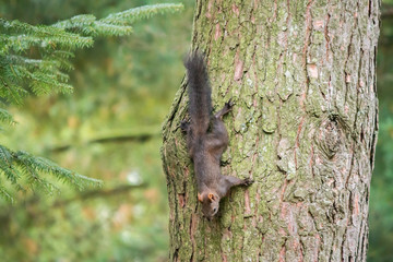 Squirrel on a tree in the forest . Ukraine. Autumn.