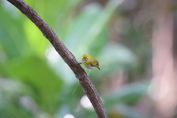 Oriental White-eye