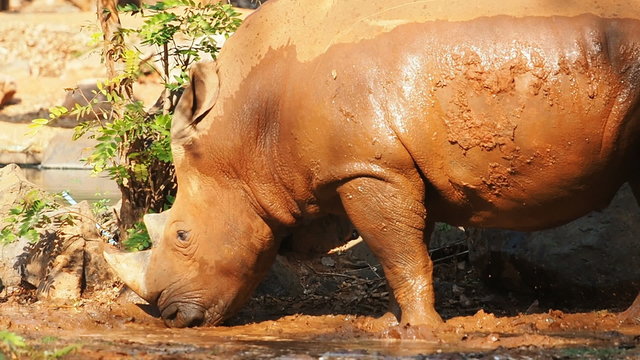 White Rhinoceros play in mud.
