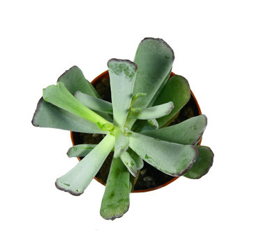plante crassula ovata