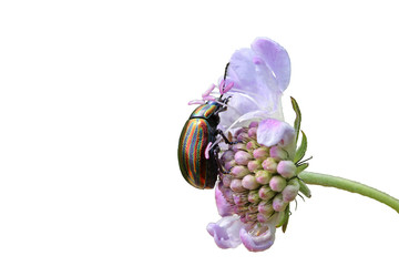 Regenbogen-Blattkäfer (Chrysolina cerealis) auf Tauben-Skabiose (Scabiosa columbaria), freigestellt   © Schmutzler-Schaub