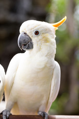 Sulphur-crested Cockatoo, Cacatua galerita perched on branches