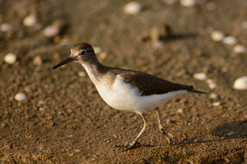 Piro piro piccolo (Actitis hypoleucos)