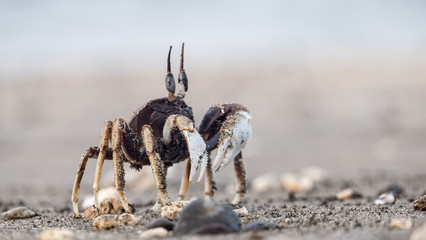 Beach crab on the sand, new taipei city, Taiwan