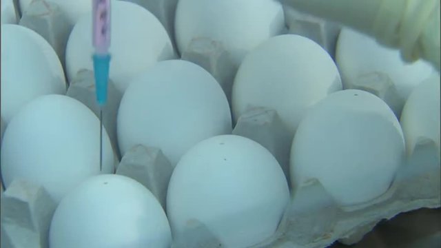 CDC scientists test bird eggs for avian flu.