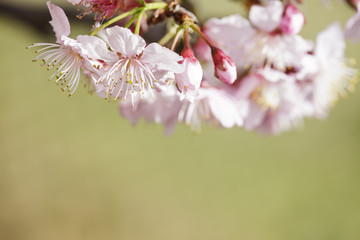 Sakura. Cherry Blossom in Taiwan. Beautiful Pink Flowers