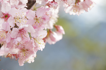 Sakura. Cherry Blossom in Taiwan. Beautiful Pink Flowers