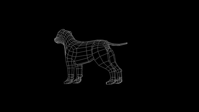 Dog Nice Wireframe Animation
30FPS