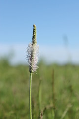 цветок подорожника на фоне голубого неба