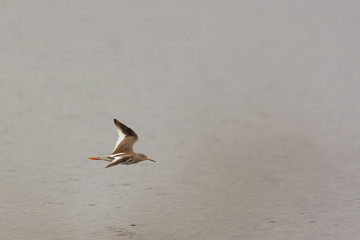 Pettegola (Tringa totanus) in volo