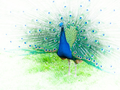Portrait of peacock with spread feathers
