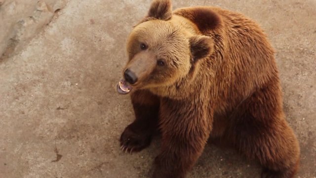 Big beautiful brown bear eating bread, chewing with appetite. Animal in zoo