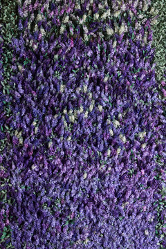 Fototapeta Wall of lavender flowers , artificial flowers , volumetric light , general views , live background, good texture
