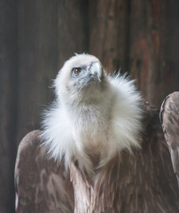 Vulture