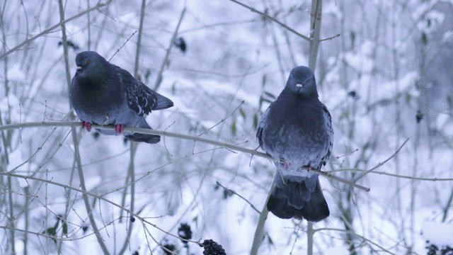 Pigeons sitting on a snowy branch. It snows, pigeons in flakes of snowflakes. Winter nature