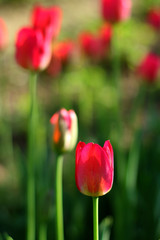 Fototapeta premium pink tulips in the grass