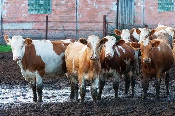 Cows standing in the dirt on a cattle farm.
