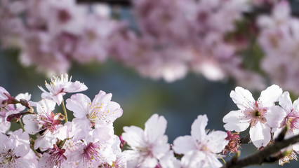 Fototapeta premium Sakura. Cherry Blossom in Taiwan. Beautiful Pink Flowers