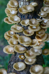 Fresh mushroom in the forest