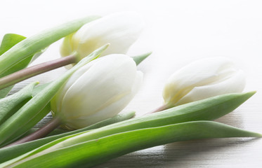white tulips on wood