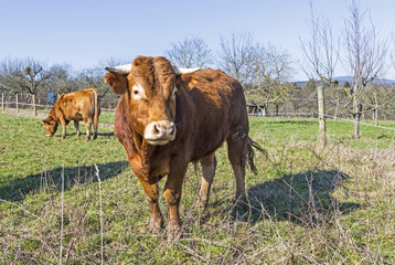 Brown cow standing on green meadow on blue sky background
