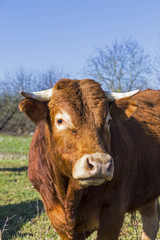 Brown cow standing on green meadow on blue sky background