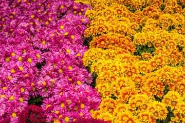 Obraz premium pink and yellow chrysanthemum blooming in the garden