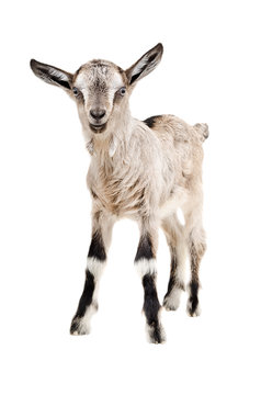 Portrait of a young goat 