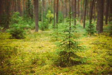 Gordijnen Small growing spruce fir tree in coniferous forest © Grigory Bruev
