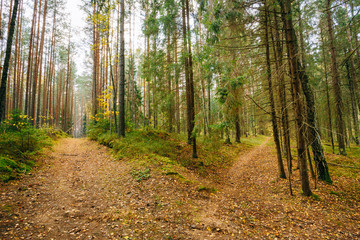 Winding path lane walkway way through beautiful coniferous autum