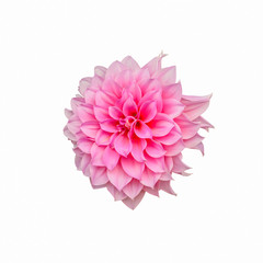 Beautiful pink dahlia flower blooming isolated on white