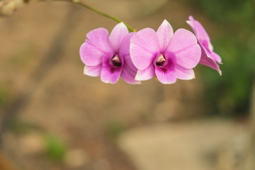 Pink orchid in summer / Pink orchid from branch of orchid tree in outdoor garden in summer
