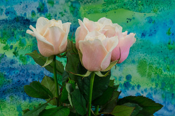 Pink roses on the bright background