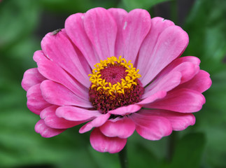 Magenta Zinnia flower
