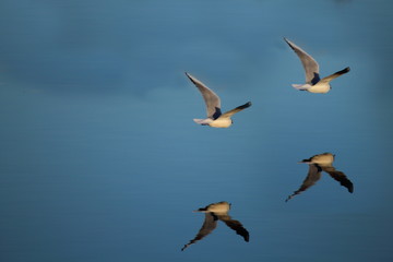 Landscape at sunset of the swamp - the lagoon in the natural reserve