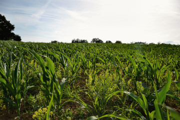 Young green maize field. Growing corn plant on sunny summer day in countryside. Slovakia