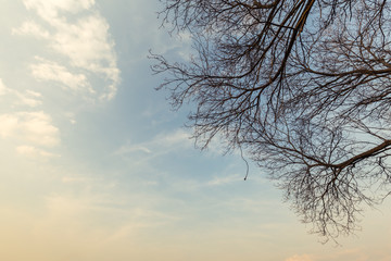 Abstract big trees and sunset sky