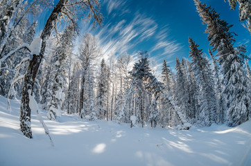 Winter forest in the mountains a blue sky background
