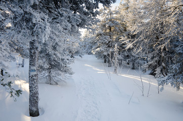 Winter forest in the mountains