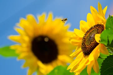 Poster de jardin Tournesol sunflower bee. Beautiful landscape sunflower in garden with soft focus clouds blue sky background. Flowers yellow and green garden during the daytime with bright sun light. 