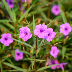 Fototapeta na wymiar Ruellia tuberosa. Beautiful Purple flowers blooming in the garde