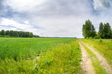 spring road in a field