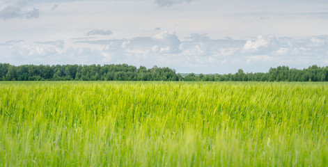 Wheat field in summer
