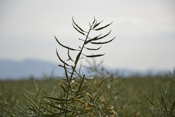 Fototapeta premium Ripe seeds of rape. Field of green ripeness oilseed rape isolated on a cloudy blue sky in summer time (Brassica napus), Canola corp, rapeseed plant landscape. Slovakia