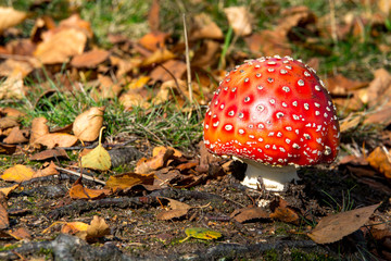 Roter Fliegenpilz