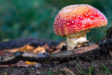 Roter Fliegenpilz