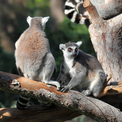 lemurs